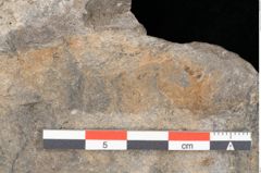Foto (Detailansicht) von Dictyophyllum acutilobum Schenk. (NHMW-GEO-2024-0188-10507)